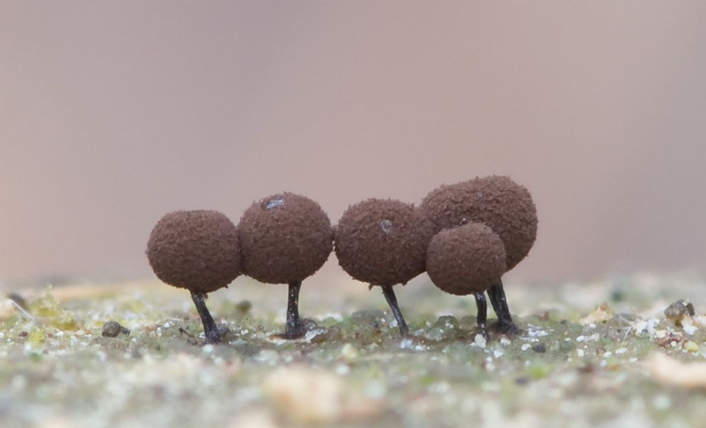 Cribraria argillacea